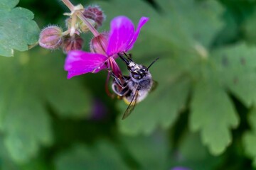 Macro of a bee collecting nectar at a purple flower,closeup