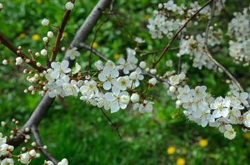 cherry blossoms in spring close-up