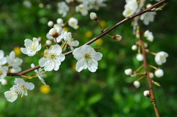 cherry blossoms in spring close-up