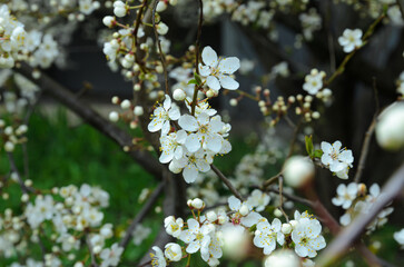 cherry blossoms in spring close-up
