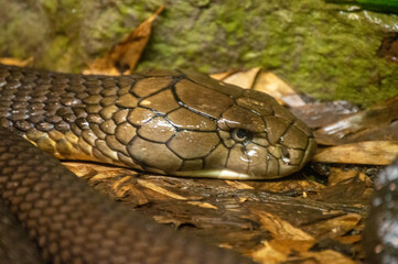 snake in the garden