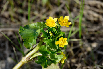 beautiful yellow flowers purenes in the nature park in spring