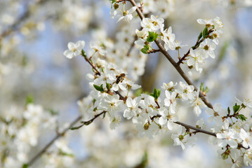 beautiful white plum blossoms with flying bits on a sunny day in spring