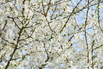 beautiful white plum blossoms on a sunny day in spring