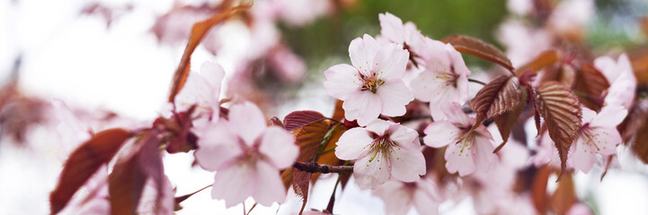 Blooming branches of the sakura tree closeup. Wild cherry blossoms with pink petals in the garden or park. Banner	