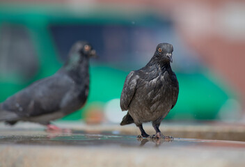 Pigeons at the fountain. Birds drink near the city fountain