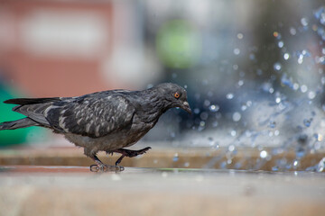 Pigeons at the fountain. Birds drink near the city fountain