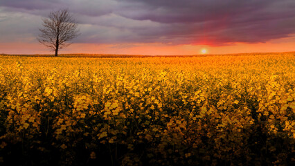 Canola field in Denmark at sunset