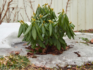 Young bush of Haaga rhododendron after winter in remains of snow and ice in garden.