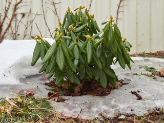 Photo sur Plexiglas Azalée Young bush of Haaga rhododendron after winter in remains of snow and ice in garden.