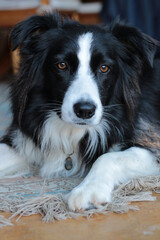 Close up of a black and white female Border Collie inside a residence.