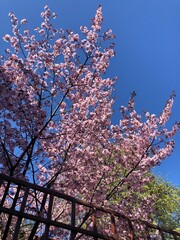 Beautiful sakura tree in the park