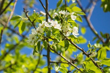 Spring blooming of fruit trees