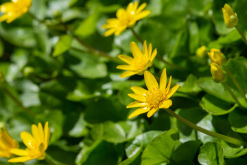 Beautiful flowers of Ficaria verna in a clearing among green leaves. Spring chistyak or buttercup closeup	