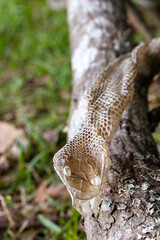 Shed snake skin found in nature