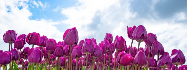Tischdecke Panoramic landscape of pink purple beautiful blooming tulip field in Holland Netherlands in spring, illuminated by the sun with blue cloudy sky - Close-up of Tulips flowers background. © Corri Seizinger