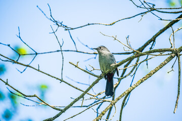 catbird on a branch