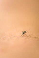 Macro view of a mosquito female preparing to bite into caucasian person skin