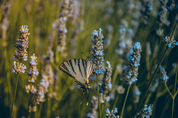 Pappilon couleurs plantes bleu jaunes