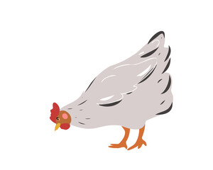 
The white hen is looking for food. Laying hen. Domestic rural bird. Vector illustration of farm animals on a white background.