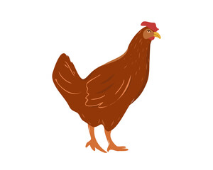 Brown hen isolated on white background, laying hen farmers concept.