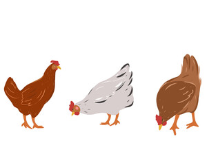 Set of laying hens. Vector illustration