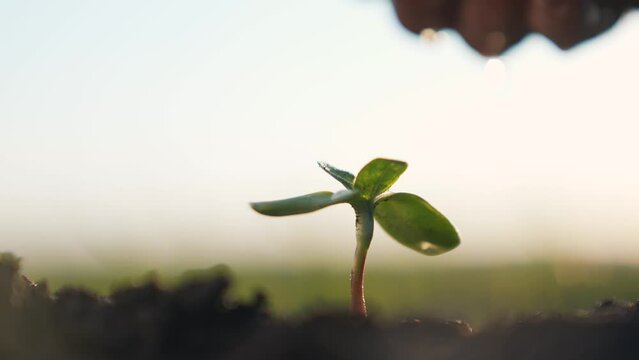 Agriculture. A farmer hand water green sprout. Green seedling in soil. Agriculture concept. Water drops, life of young sprout. Sprouted seed in fertile soil. Farmer hand waters young seedling in soil