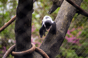 black and white lemur