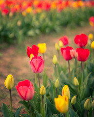 Obraz premium Wonderful red and yellow tulips