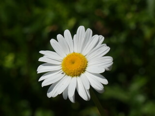 White Daisy