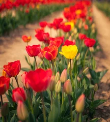Gordijnen Wonderful red and yellow tulips © Horváth Botond