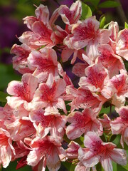 Peach and Pink Azaleas