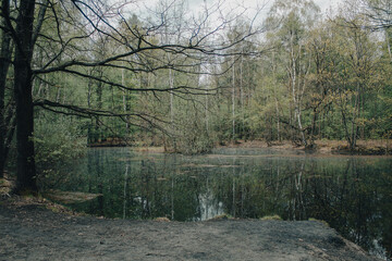 Leśny staw  © Dominik Zarębski
