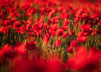 Wonderful poppy flowers in the field in spring