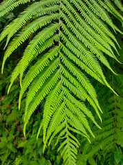 fern leaf in the forest