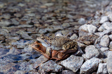 Frogs mate in the sun on the rocky shore of the lake