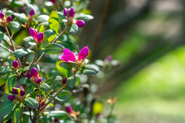 Obraz premium Beautiful rhododendron daurian flowers in the park on the lawn. Blooming rose bush in the garden