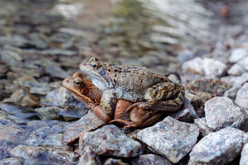 Frogs mate in the sun on the rocky shore of the lake