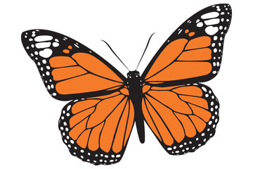 Beautiful Monarch Butterfly vector illustration