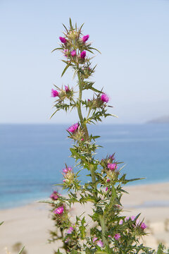 Marian thistle, a tall plant with prickly leaves and purple flowers, in the background beach and Mediterranean sea