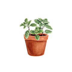 Marjoram in a pot isolated on a white background. Provencal herbs in watercolor. Illustration of kitchen herbs and spices. Suitable for postcards, business cards, banners, booklets, design, textiles