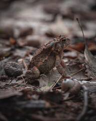 small toad