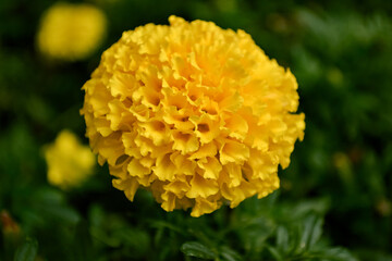 Globular yellow Tagetes flower close-up in a flower bed against the background of green grass