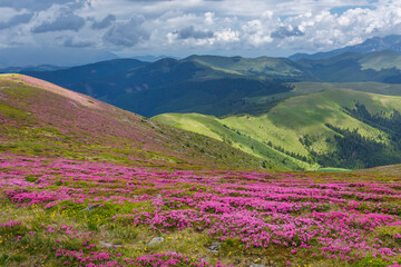 Plakat Beautiful summer landscapes in Carpatian mountains with rhododendron flowers