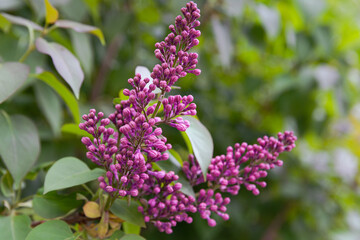 Blooming lilac branch shot close-up. Blossoming lilac buds and green leaves