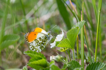 Motyl zorzynek rzeżuchowiec na łące wiosną