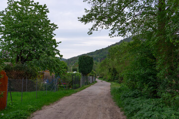 Fototapeta na wymiar road through the fields to the forest
