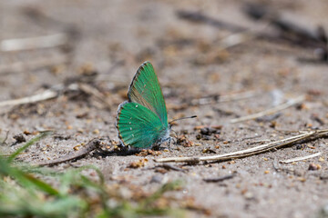 Fototapeta na wymiar Motyl zieleńczyk ostrężyniec na piasku