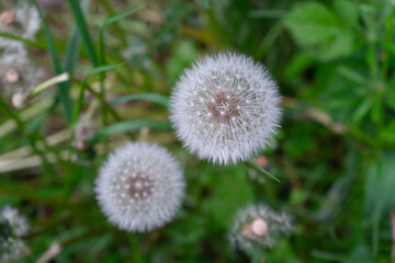 dandelion on a green field in the forest