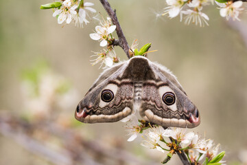Motyl pawica grabówka na krzaku tarniny